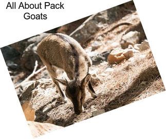 All About Pack Goats