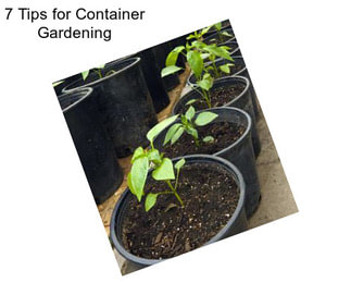 7 Tips for Container Gardening