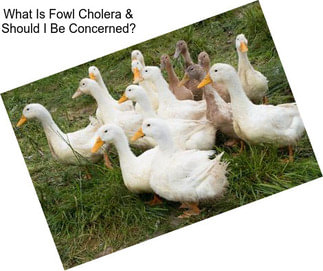 What Is Fowl Cholera & Should I Be Concerned?