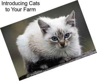 Introducing Cats to Your Farm