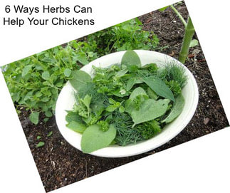 6 Ways Herbs Can Help Your Chickens