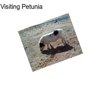 Visiting Petunia