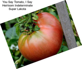 You Say Tomato, I Say Heirloom Indeterminate Super Lakota