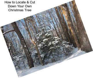 How to Locate & Cut Down Your Own Christmas Tree