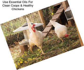 Use Essential Oils For Clean Coops & Healthy Chickens