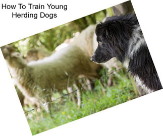 How To Train Young Herding Dogs