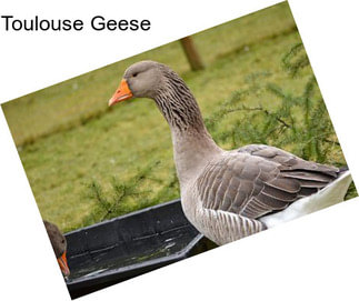 Toulouse Geese