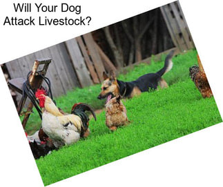 Will Your Dog Attack Livestock?