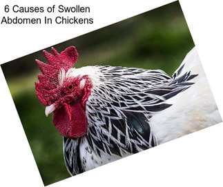 6 Causes of Swollen Abdomen In Chickens