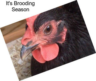 It\'s Brooding Season