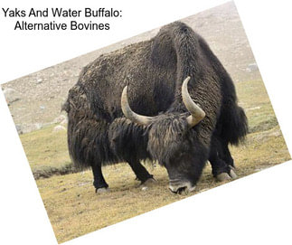 Yaks And Water Buffalo: Alternative Bovines