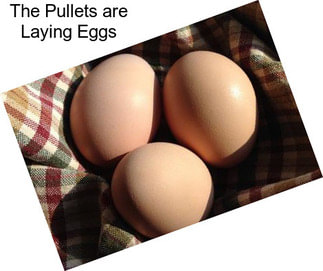 The Pullets are Laying Eggs