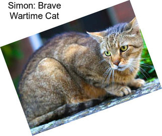 Simon: Brave Wartime Cat