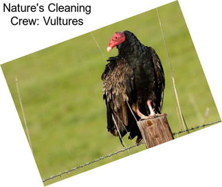 Nature\'s Cleaning Crew: Vultures
