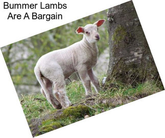 Bummer Lambs Are A Bargain