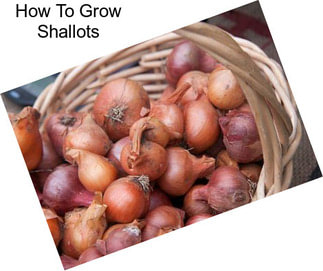 How To Grow Shallots