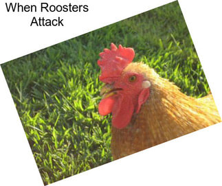 When Roosters Attack