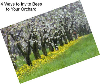 4 Ways to Invite Bees to Your Orchard
