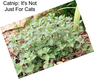 Catnip: It\'s Not Just For Cats