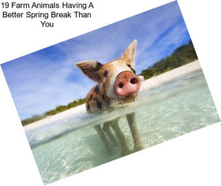 19 Farm Animals Having A Better Spring Break Than You