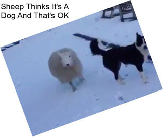 Sheep Thinks It\'s A Dog And That\'s OK