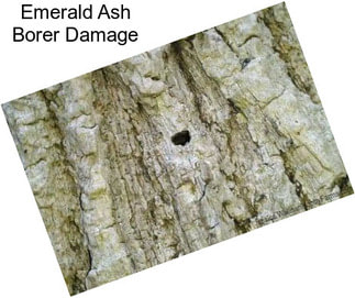 Emerald Ash Borer Damage