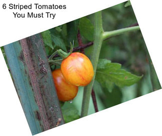 6 Striped Tomatoes You Must Try