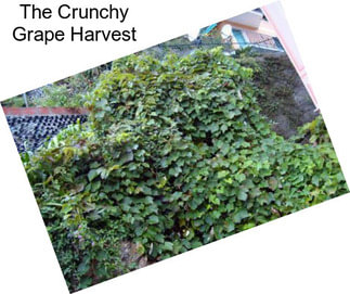 The Crunchy Grape Harvest