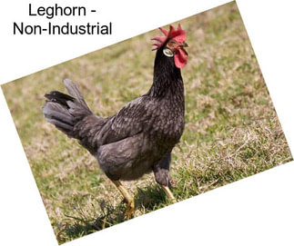Leghorn - Non-Industrial