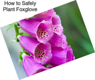 How to Safely Plant Foxglove