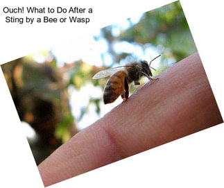Ouch! What to Do After a Sting by a Bee or Wasp