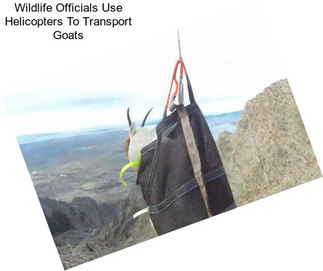 Wildlife Officials Use Helicopters To Transport Goats