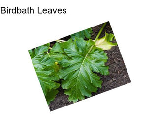 Birdbath Leaves