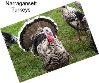 Narragansett Turkeys