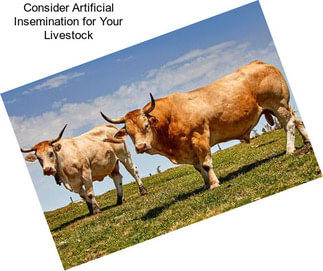 Consider Artificial Insemination for Your Livestock