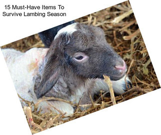 15 Must-Have Items To Survive Lambing Season