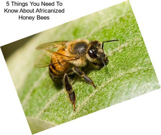 5 Things You Need To Know About Africanized Honey Bees