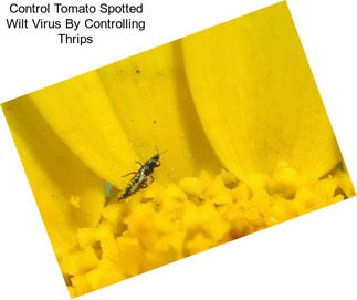 Control Tomato Spotted Wilt Virus By Controlling Thrips