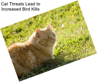 Cat Threats Lead to Increased Bird Kills