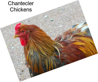 Chantecler Chickens