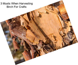 3 Musts When Harvesting Birch For Crafts