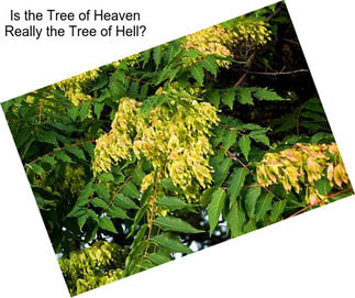 Is the Tree of Heaven Really the Tree of Hell?