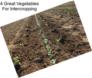 4 Great Vegetables For Intercropping