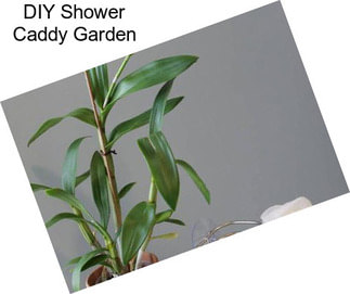 DIY Shower Caddy Garden