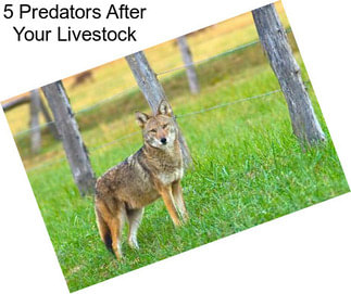 5 Predators After Your Livestock