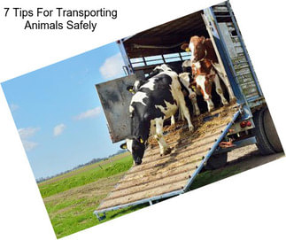 7 Tips For Transporting Animals Safely