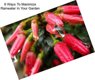 6 Ways To Maximize Rainwater In Your Garden