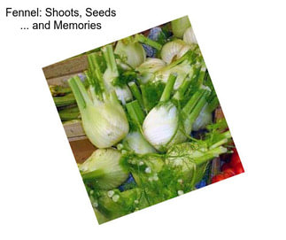 Fennel: Shoots, Seeds ... and Memories