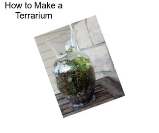 How to Make a Terrarium