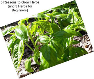 5 Reasons to Grow Herbs (and 3 Herbs for Beginners)